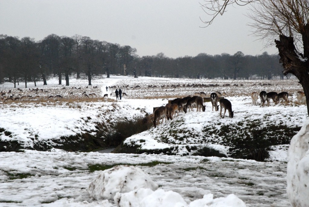 Tips on taking photographs in the snow