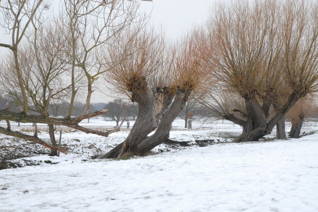 Tips on taking photographs in the snow