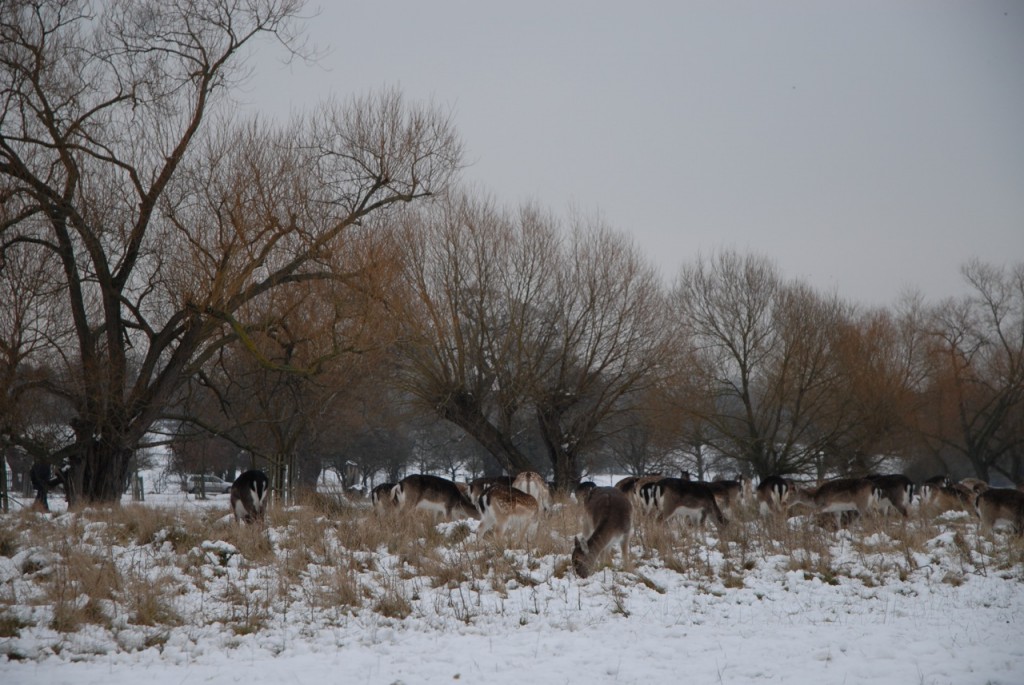 Tips on taking photographs in the snow