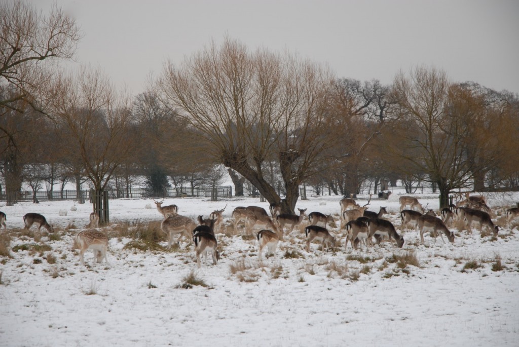 Tips on taking photographs in the snow